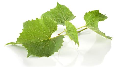 تقرير شامل عن ورق العنب البناتي في منافذ تابعة لوزارة التموين (الجمعيات الاستهلاكية) اليوم 2026-03-16